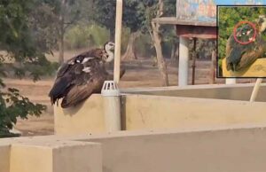 भानुप्रतापपुर के आत्मानंद स्कूल की छत पर बैठा दिखा दुर्लभ गिद्ध, वन विभाग के साथ निगरानी में पुलिस भी जुटी