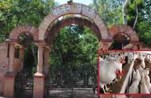 कानन में बर्ड फ्लू का खतरा : बाघ, तेंदुआ और शेर को नहीं मिलेगा चिकन