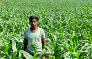 मक्का की खेती में कम लागत, अधिक मुनाफा और जल संरक्षण में मिली सफलता