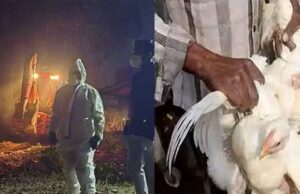 छत्तीसगढ़-रायगढ़ में मिला बर्ड फ्लू का केस