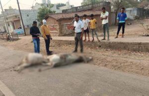 बिलासपुर में तेज रफ्तार वाहन ने एक दर्जन मवेशियों को कुचला, 8 मवेशियों की मौत