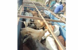 दुर्ग में पुलिस ने पकड़ी गौवंश से भरी ट्रक , आरोपी फरार
