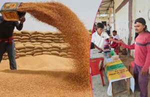 प्रदेश में अब तक 56 लाख मीट्रिक टन से अधिक हुई गेहूं खरीदी, 30 अप्रैल स्लाट बुकिंग की लास्ट डेट
