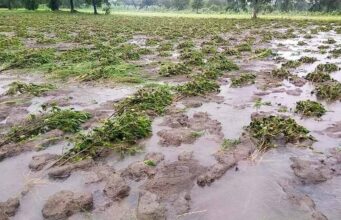बढ़ती गर्मी और चक्रवाती सिस्टम के साथ आई आर्द्र हवा ने रात में 24.2 मिमी तक पानी बरसा दिया, किसानों को राहत
