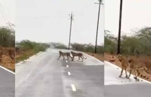 मप्र के कूनो नेशनल पार्क से निकलकर मुरैना पहुंचे पांच चीते, जौरा में सड़क पार करते नजर आए