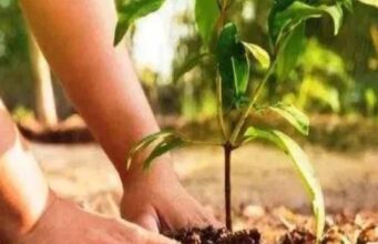 उत्तर प्रदेश सरकार पौधारोपण अभियान के तहत 37 करोड़ पौधे लगाएगी