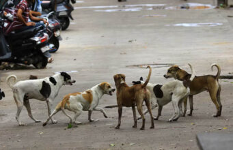 भोपाल में स्ट्रीट डॉग्स पर लगाम, हर कुत्ते का बनेगा बायोडाटा और लगेगी माइक्रोचिप
