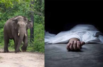 कोरबा : हाथी का कहर, 80 वर्षीय महिला की मौत, मां-बेटी में हड़कंप