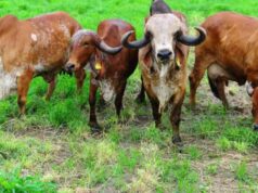 यूपी में देसी नस्लों का होगा जेनेटिक परीक्षण, अवधी भेड़ और जौनपुरी बकरी से शुरुआत