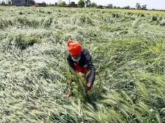 बेमौसम बारिश से परेशान गेहूं किसानों को डबल इंजन सरकार ने दी बड़ी सुविधा