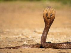 गर्मी में घर में सांप आने का कारण और वास्तु शास्त्र के अनुसार इसके संकेत