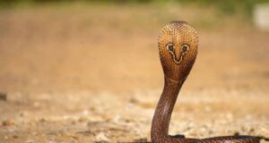 गर्मी में घर में सांप आने का कारण और वास्तु शास्त्र के अनुसार इसके संकेत