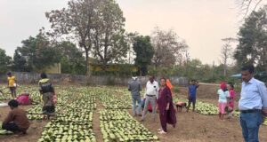 Labour Day (1 मई) से शुरू होगी तेंदूपत्ता तोड़ाई, 639 फड़ तैयार