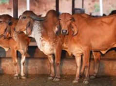 गोसंरक्षण से ग्रामोदय तक, योगी सरकार का बदलता उत्तर प्रदेश मॉडल