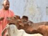 योगी सरकार का गो संरक्षण के लिए बड़ा मास्टर प्लान, ग्रामीण अर्थव्यवस्था से जोड़ा जाएगा अभियान