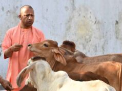 यूपी की ‘गो-इकोनॉमी’ बनी वैश्विक मॉडल: देशी गायों से 10 करोड़ का कारोबार और विदेशों में बढ़ी मांग