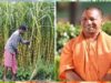 उत्तर प्रदेश ने गन्ना किसानों को किया 3.21 लाख करोड़ रुपये से अधिक का भुगतान