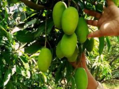 यूपी में आम की खेती में बड़ा बदलाव, छोटे पेड़ों और सघन बागवानी पर जोर