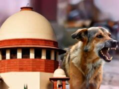 आवारा कुत्तों पर SC के आदेश से बढ़े सवाल, क्या शहरों में पर्याप्त शेल्टर मौजूद हैं?