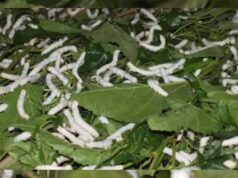 नर्मदापुरम बना प्रदेश का एकमात्र जिला जहां चारों प्रकार का होता है रेशम उत्पादन