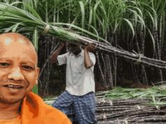 उत्तर प्रदेश ने गन्ना किसानों को किया 3.22 लाख करोड़ रुपये से अधिक का ऐतिहासिक भुगतान