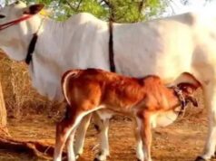 गो सेवा से समृद्धि का मॉडल, यूपी में डेयरी सेक्टर बना ग्रामीण अर्थव्यवस्था का मजबूत आधार