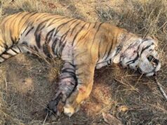 बांधवगढ़ टाइगर रिजर्व में मृत पाये गए नर बाघ का हुआ पोस्टमॉर्टम