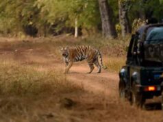 भीषण गर्मी का असर: रायपुर नंदन वन की जंगल सफारी 2 दिन रहेगी बंद