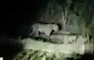 सूखी सेवनिया समेत 7 गांवों में टाइगर का आतंक, 15 दिनों में आधा दर्जन मवेशियों का शिकार