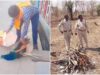 रतलाम में मोर की मौत पर उठे सवाल, बिना पोस्टमार्टम कर दी अंत्येष्टि