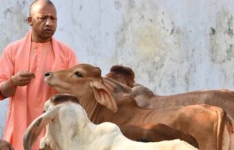 गौ संरक्षण बना यूपी की नई ताकत, योगी सरकार ने ग्रामीण अर्थव्यवस्था को दी जबरदस्त रफ्तार