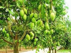 सहारनपुर में सालभर फल देने वाला ‘सदाबहार आम’ बना आकर्षण