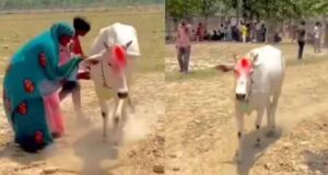 श्रावस्ती में 7 दिन खेत में चक्कर लगाती गाय, बीमारी निकली वजह