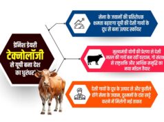 डेनिश डेयरी टेक्नोलॉजी से देसी गायों के दूध के उत्पाद बना यूपी बना देश का ‘धुरंधर’