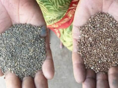 कोदो-कुटकी की खेती अपनाएं, पोषण और समृद्धि दोनों पाएं