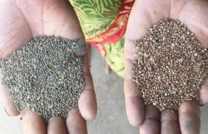 कोदो-कुटकी की खेती अपनाएं, पोषण और समृद्धि दोनों पाएं