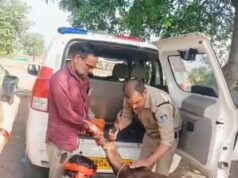 गुना के डायल-112 हीरोज घायल हिरण के शावक को सुरक्षित वन विभाग के सुपुर्द किया