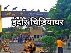 इंदौर चिड़ियाघर में बढ़ेगा आकर्षण, आएगा एक सींग वाले गैंडों का जोड़ा, 700 किमी दूर से पहुंचेगा दरियाई घोड़ा ‘सतीश’