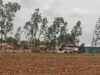 CG में बारिश थमते ही खेती पर असर, बोवनी और रोपाई का काम हुआ प्रभावित