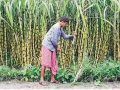 हर गन्ना किसान तक पहुंचेगा सामाजिक सुरक्षा का कवच, गन्ना समितियों से जुड़ेंगी जनकल्याणकारी योजनाएं