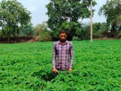 प्राकृतिक खेती को बढ़ावा देने की पहल ला रही बदलाव, हरी खाद अपनाकर आत्मनिर्भर खेती की राह पर बढ़ रहे किसान