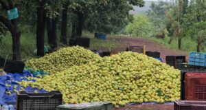मैनपाट में ‘नाशपाती’ की मिठास