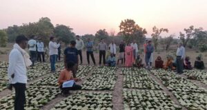 साय सरकार के सुशासन में तेन्दूपत्ता संग्राहकों को मिली आर्थिक मजबूती, 10,160 हितग्राहियों के खातों में पहुँची 1.39 करोड़ रुपये से अधिक की बोनस राशि
