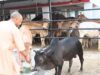 अब प्रतियोगिता से निखरेंगी गोशालाएं, उत्कृष्ट मॉडल को मिलेगा पुरस्कार