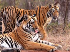 इंदौर जू बना बाघों की ब्रीडिंग का सबसे सुरक्षित ठिकाना, 10 साल में जन्मे 25 से ज्यादा शावक