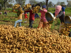 आलू किसानों के हितों के लिए प्रतिबद्ध है योगी सरकार