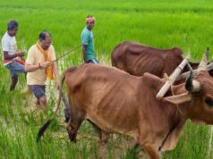 अपनी माटी और खेती-किसानी से मुख्यमंत्री विष्णु देव साय का आत्मीय जुड़ाव