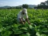 CG के छुईखदान के पान को मिला नया बाजार, अब देशभर में बिखरेगी इसकी खुशबू
