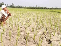 CG में बारिश थमते ही बढ़ी किसानों की चिंता, धान के खेतों में पड़ने लगीं दरारें