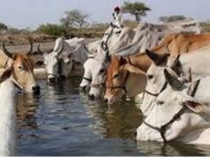 सीएम योगी की गोसंरक्षण नीति का असर : करोड़ों कमा रहे युवा, बढ़ रहा रोजगार